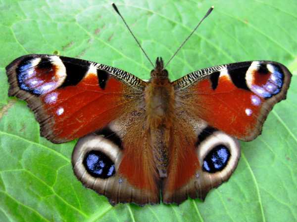 Close-up